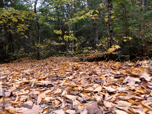 Tapis de feuilles en automne