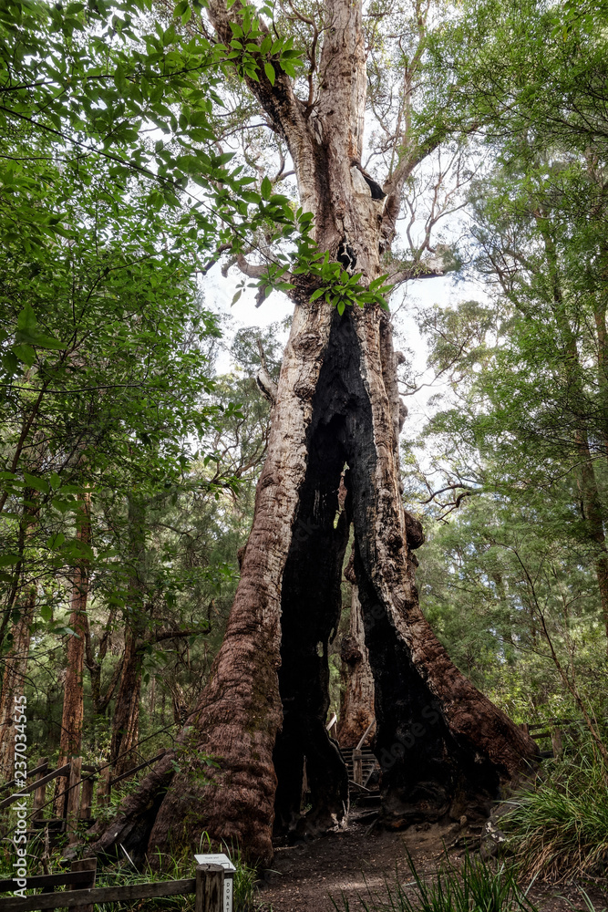 Giant Tingle Tree known also as the Hollow Trunk Giant Tingle Tree known also as the Hollow Trunk