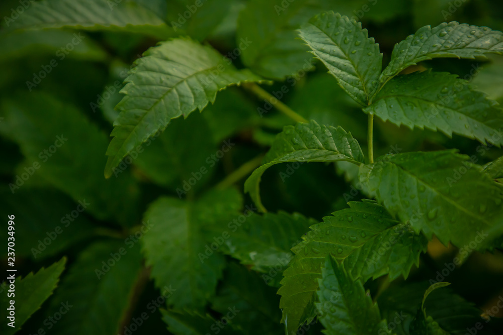 Water drops on leaves after rain Water drops on leaves after rain