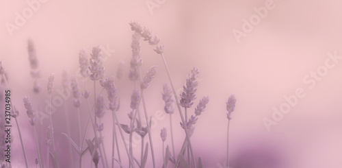 Lavendel