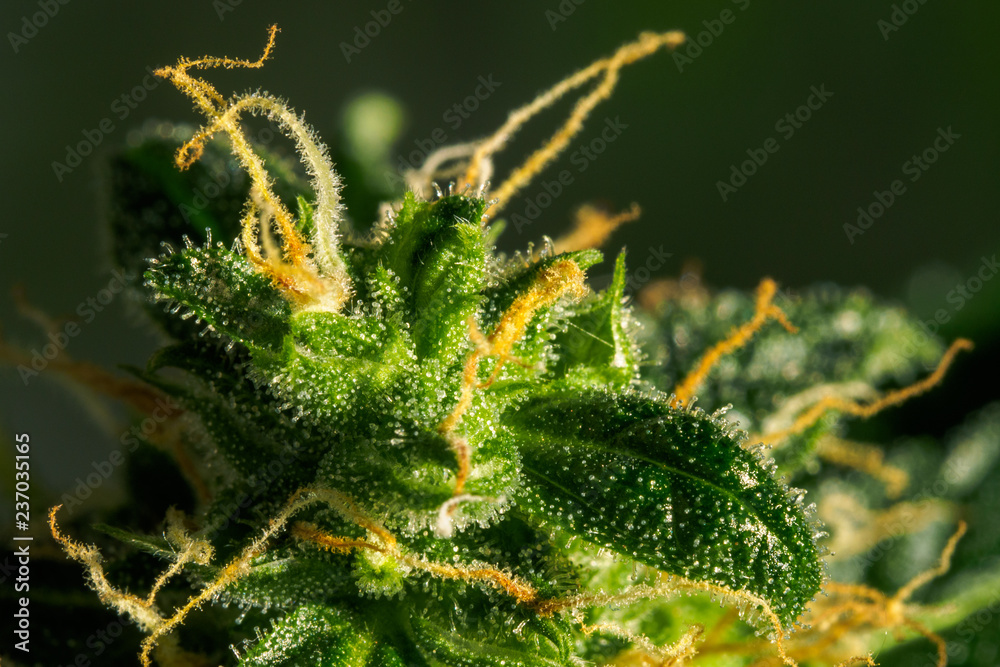 Abstract macro detail of cannabis bud with visible hairs and trichomes. Cultivation of hybrid varieties of Indica and Sativa medical universities. Abstract macro detail of cannabis bud with visible hairs and trichomes. Cultivation of hybrid varieties of Indica and Sativa medical universities.