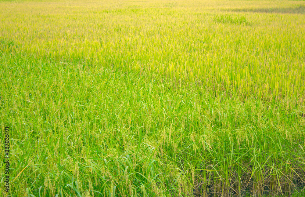 Fototapeta premium rice field in north Thailand, nature food landscape background
