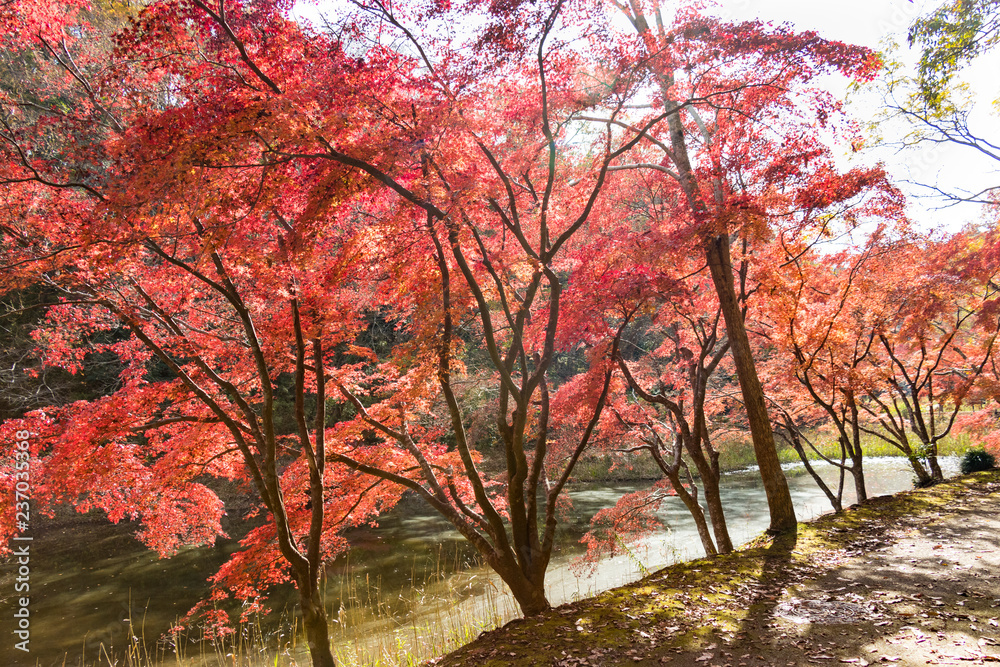 Autumn leaves of Chiba city, Chiba prefecture, Japan / Izumi Nature Park in Chiba City, Chiba prefecture, Japan Autumn leaves of Chiba city, Chiba prefecture, Japan / Izumi Nature Park in Chiba City, Chiba prefecture, Japan