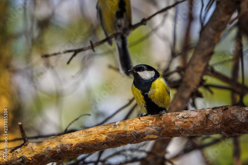 Great tit on a branch in spring/summer forest. bird blue titmouse sitting in the garden among the colorful branches.