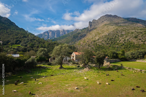 View of a sheep farm in a Tavignano River valley in the vicinity of Corte, Corsica, France