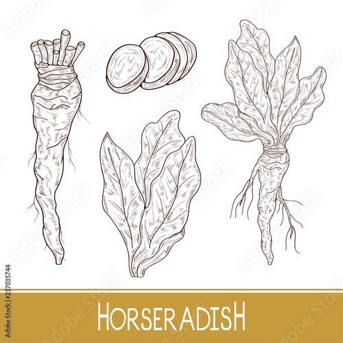 Horseradish. Sketch. Root, leaves, slice. Monochrome. Set. On a white background.