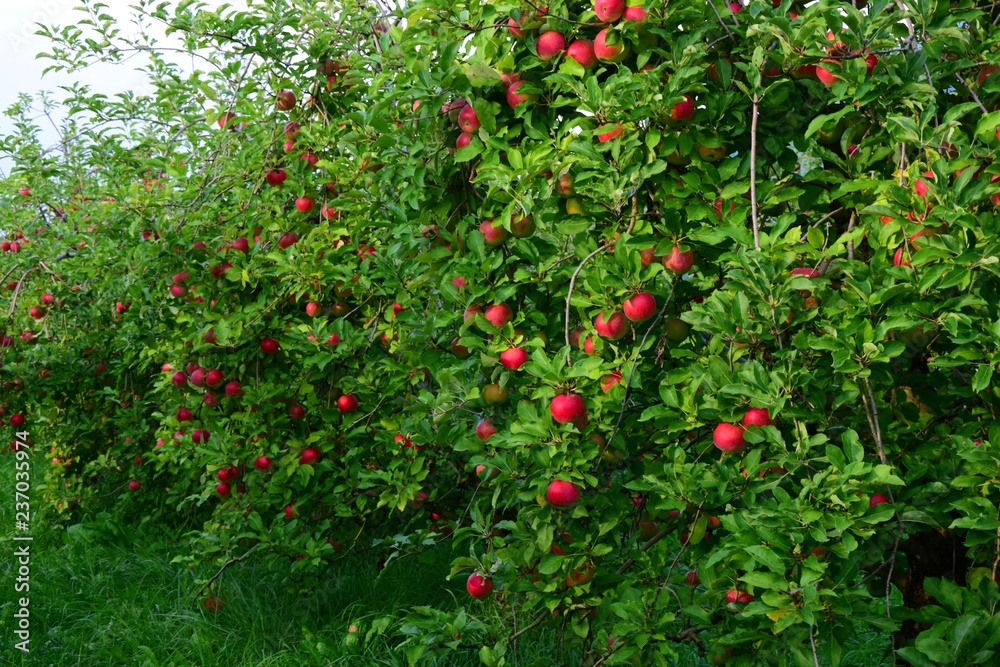 Obraz premium Viele Apfelbäume mit roten Äpfeln in Südtirol