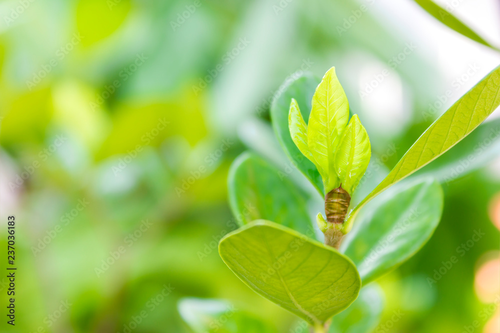 Fresh leaves. Spring green forest with lush foliage Fresh leaves. Spring green forest with lush foliage