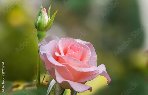 Pink rose in the garden.