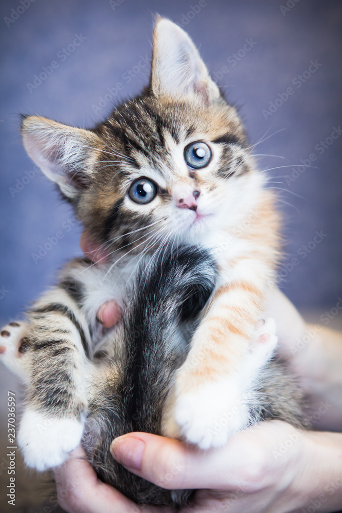 Portrait of kitty cat in hands closeup - obrazy, fototapety, plakaty 