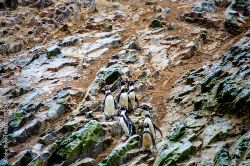 Penguins of Ballestas © Ralph