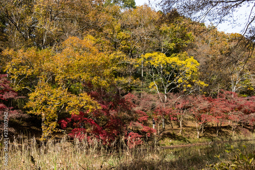 Fototapeta Naklejka Na Ścianę i Meble -  Autumn leaves of Chiba city, Chiba prefecture, Japan / Izumi Nature Park in Chiba City, Chiba prefecture, Japan