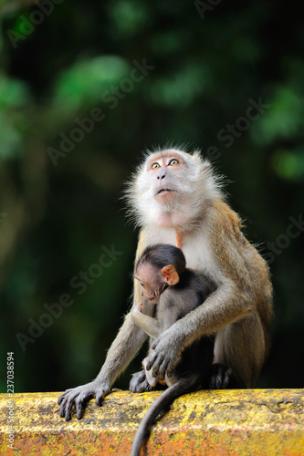 Sitting monkey with a baby. Malaysia