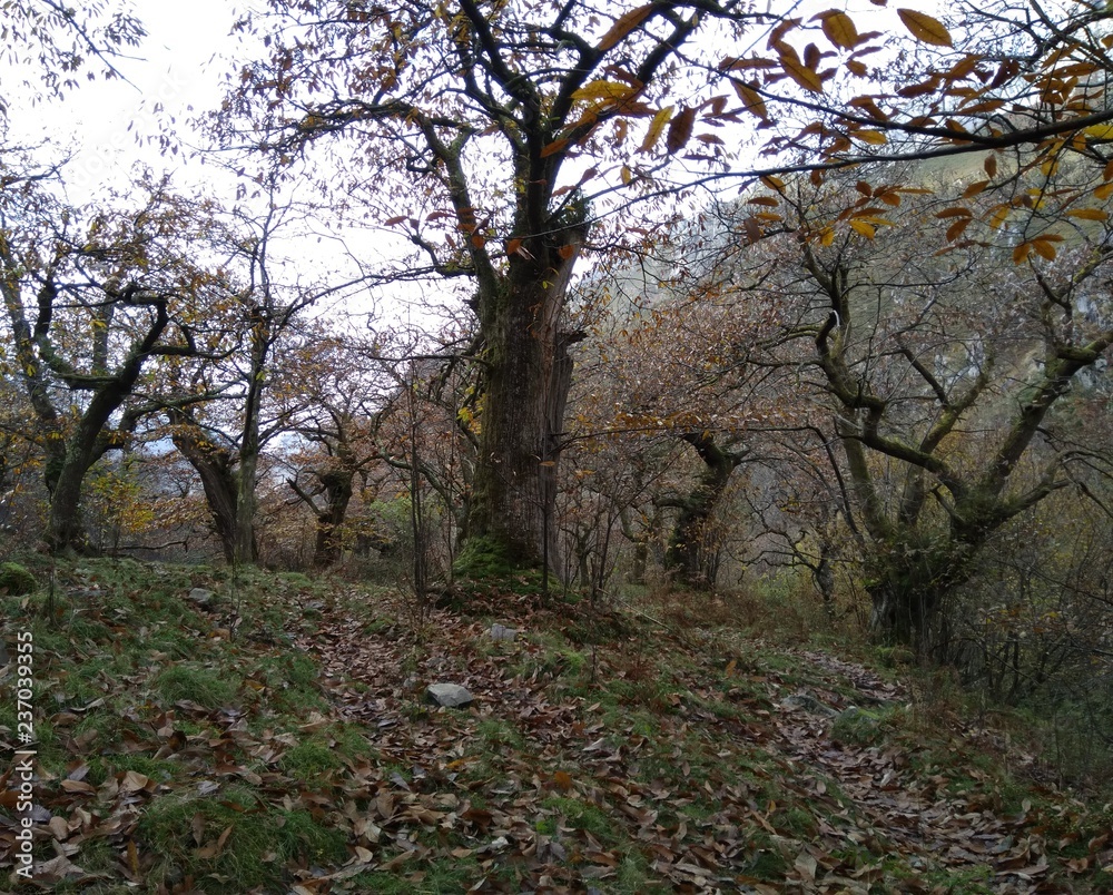 Bosque de castaños