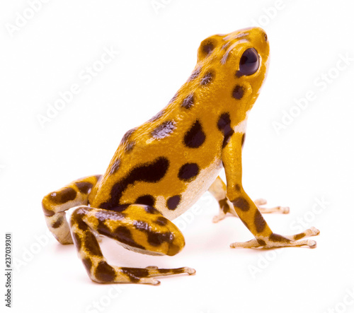 Poison dart or arrw frog from the island Bastimentos, Bocas del Toro, Panama. Tropical poisonous rain forest animal, Oophaga pumilio isolated on a white background.