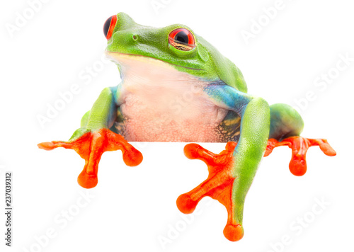 red eyed tree frog blinking an eye. looking sick sleepy tired or sad. A tropical animal from the Rain forest of Costa Rica isolated on shite background.