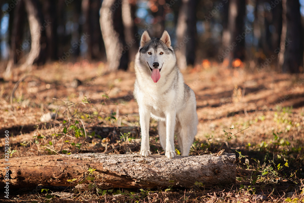 Beautiful gray Siberian Husky stands in the autumn forest with his paws on the trunk of a fallen tree.