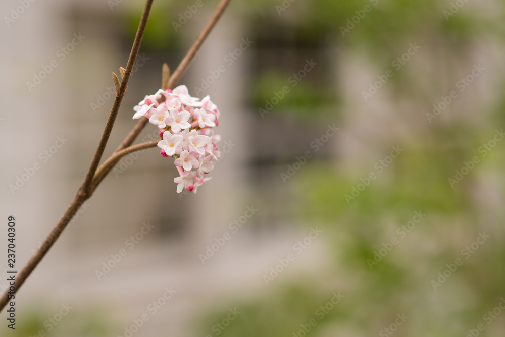 spring blossoms spring blossoms