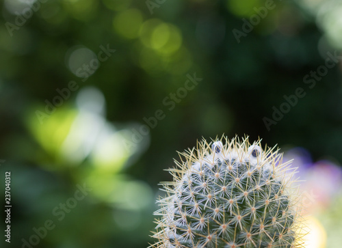 Cute thorn cactus plant with decorative eyes is on a blurred background of beautiful green nature with copy space for your message. 
