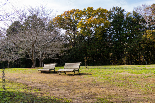 Autumn leaves of Chiba city, Chiba prefecture, Japan / Izumi Nature Park in Chiba City, Chiba prefecture, Japan