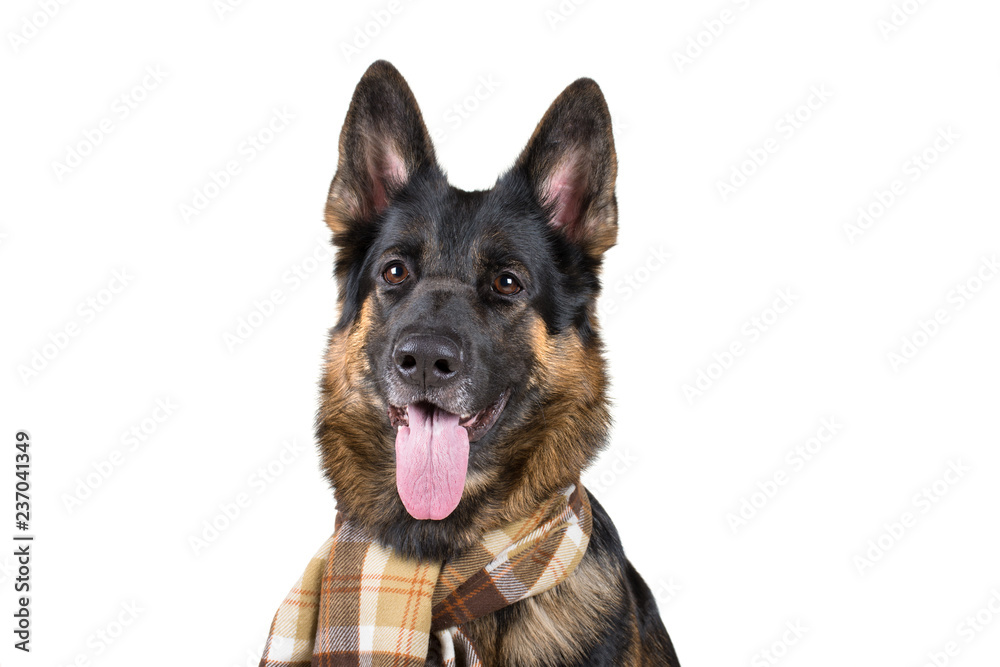 Funny cute German shepherd wearing a scarf (isolated on white)