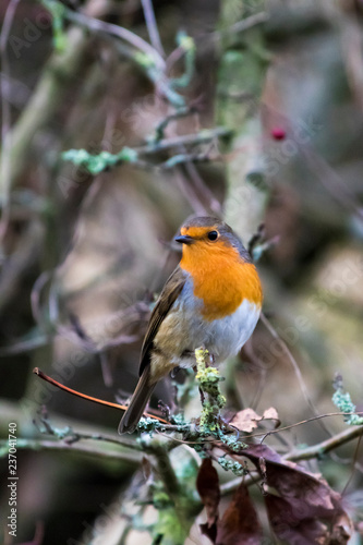 Robin perched in a tree with berries and lichen
