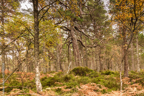 Ancient Caledonian forest on the shores of Loch Rannoch, Perth and Kinross, Scotland. 18 October 2018