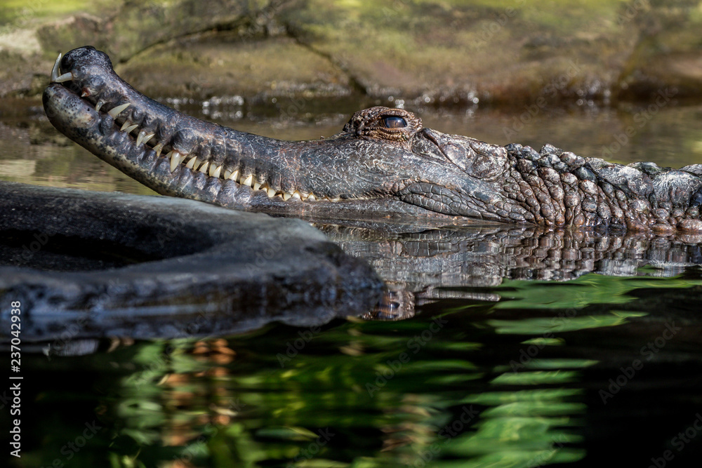 Obraz premium sunda gharial