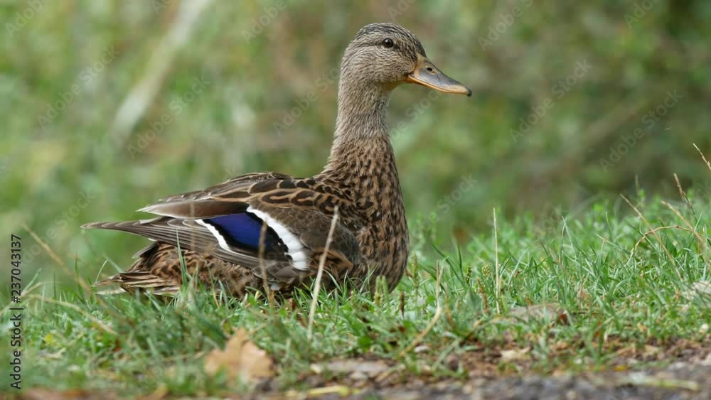 Mallard by water. Wild duck in grass. Summer lake and mallard. Mallard by water. Wild duck in grass. Summer lake and mallard.