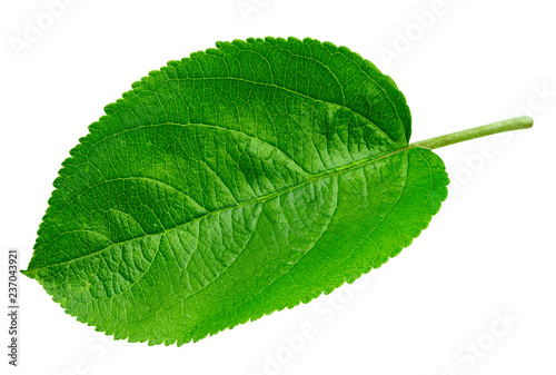 Apple leaf isolated