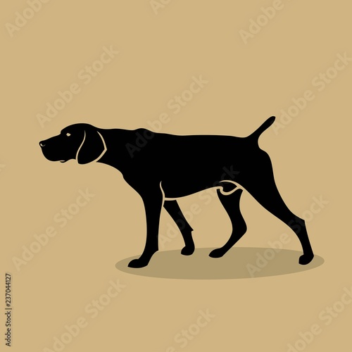 German shorthaired pointer