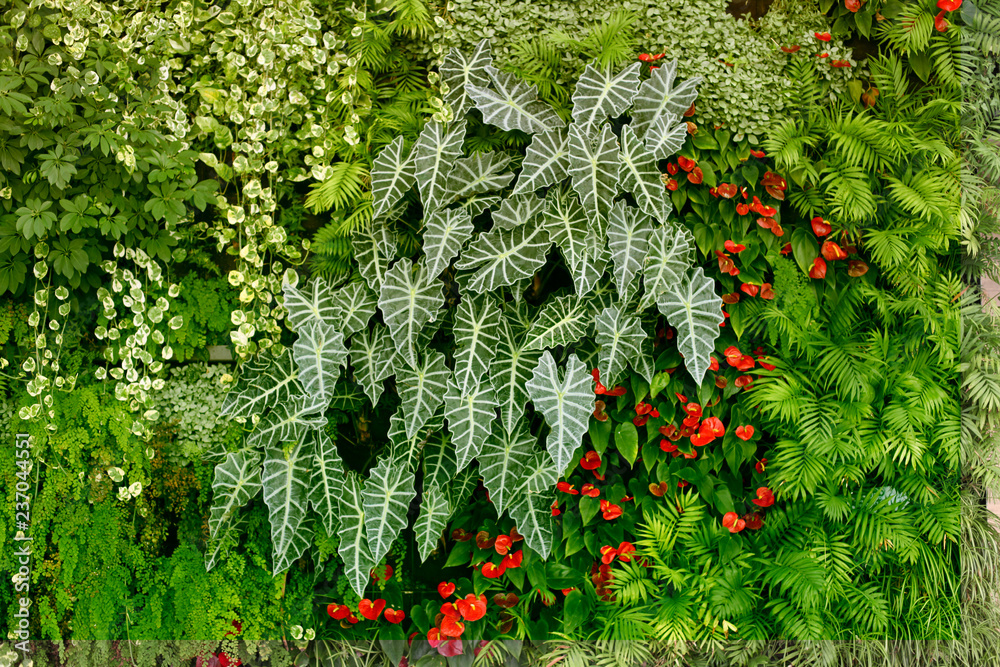 Fototapeta Ściana z roślinami tropikalnymi. Natura zielone tło.