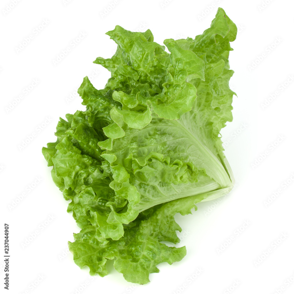 fresh green lettuce salad leaves isolated on white background fresh green lettuce salad leaves isolated on white background