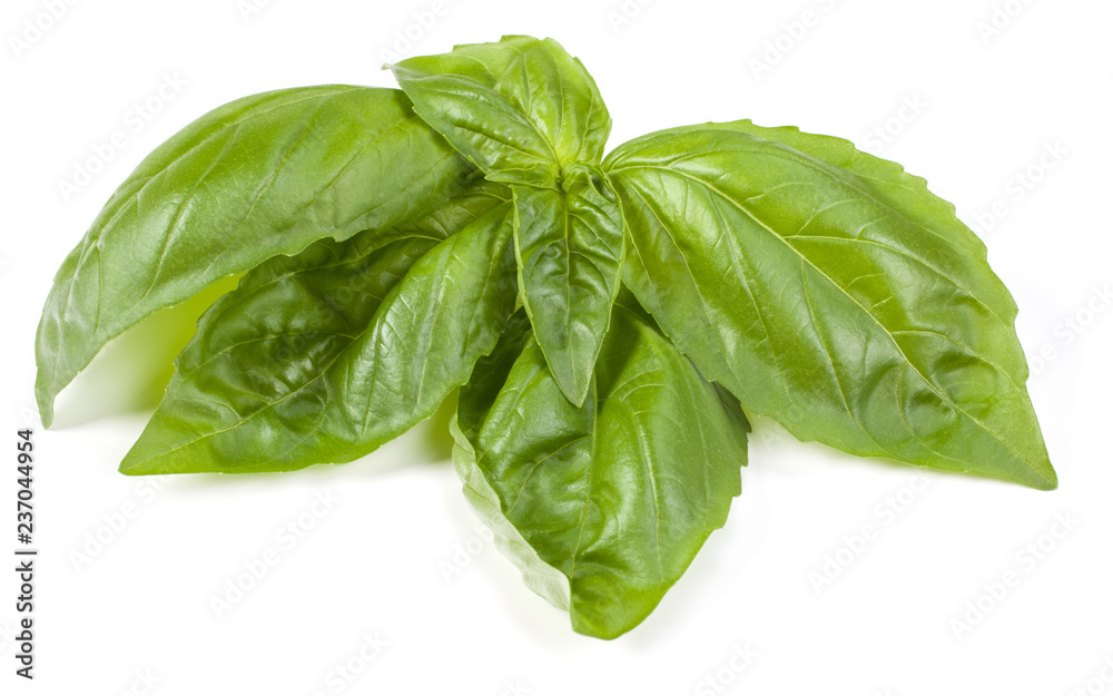 sweet basil herb leaves isolated on white background. Genovese basil leaf. sweet basil herb leaves isolated on white background. Genovese basil leaf.