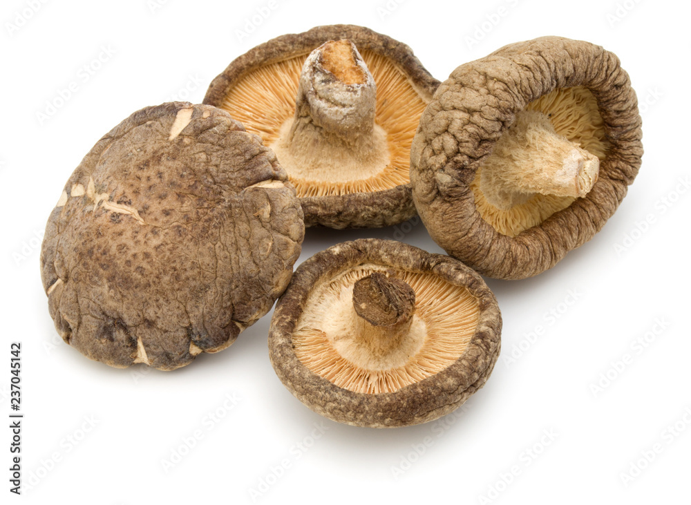 Dried Shiitake Mushroom isolated on white background Dried Shiitake Mushroom isolated on white background
