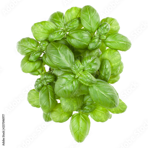 Fresh sweet Genovese basil bouquet isolated on white background cutout. Top view.