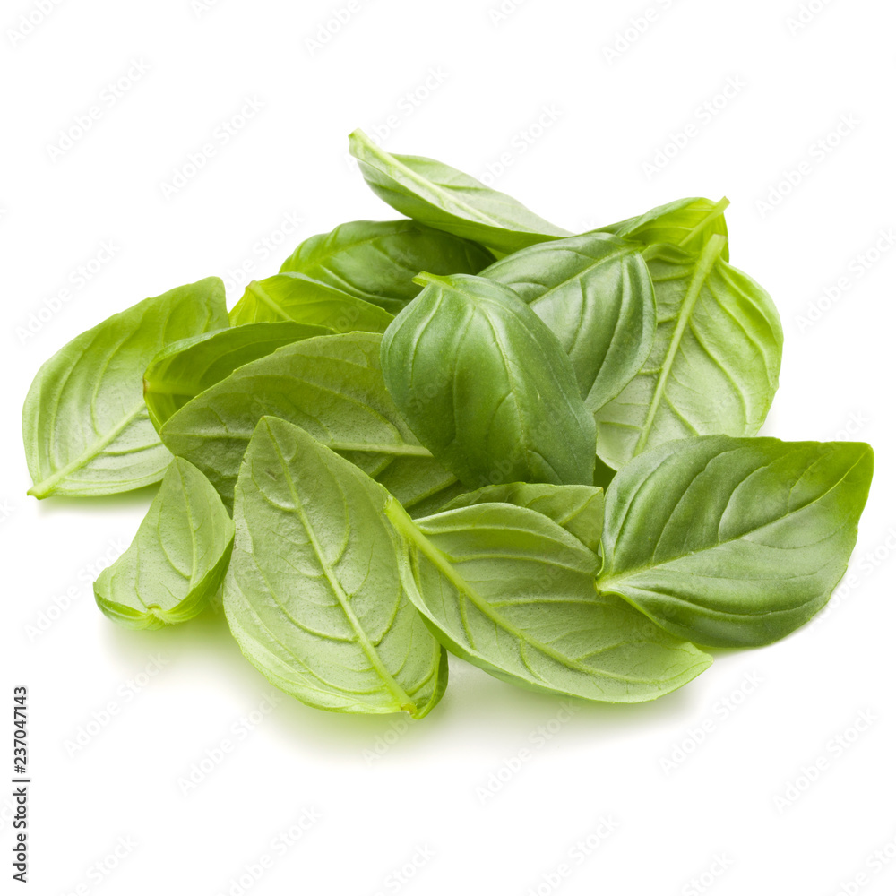 Sweet basil herb leaves handful isolated on white background closeup Sweet basil herb leaves handful isolated on white background closeup