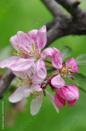 Flowering Crab apple tree blossoms
