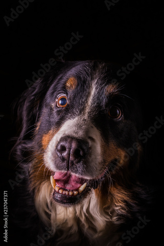 Adult portrait of Bernese Mountain Dog with black background