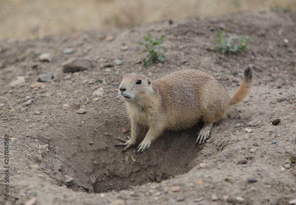 Prairie dogs, Theodore Roosevelt National Park Prairie dogs, Theodore Roosevelt National Park