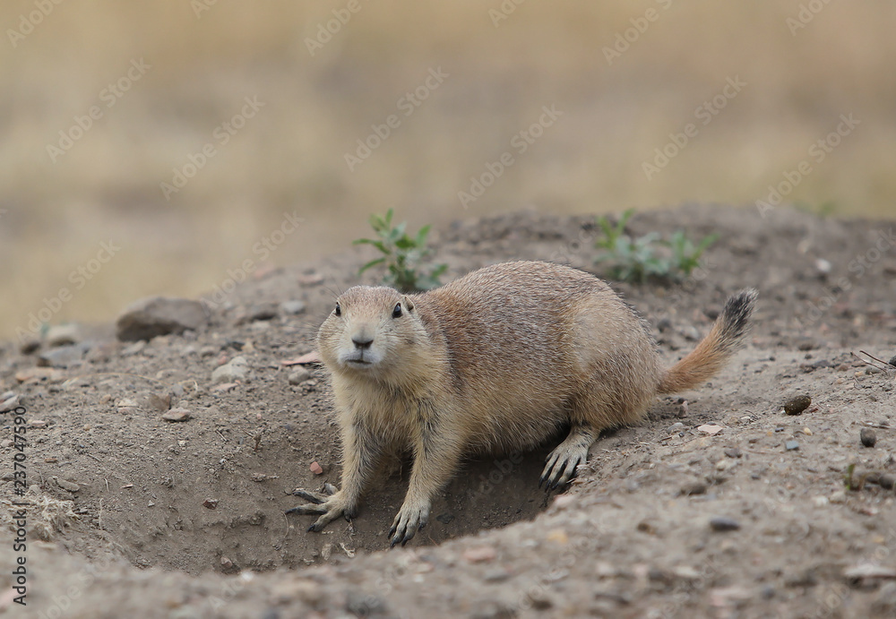 Prairie dogs, Theodore Roosevelt National Park Prairie dogs, Theodore Roosevelt National Park
