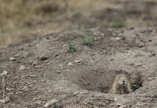 Prairie dogs, Theodore Roosevelt National Park