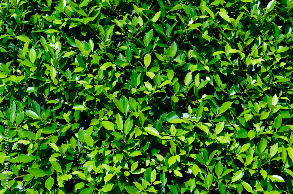 Dense green foliage of evenly trimmed shrub.