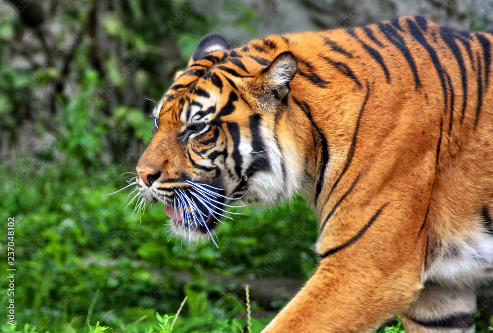 Sumatran tiger is the smallest of all living tigers. Wildlife. Nice