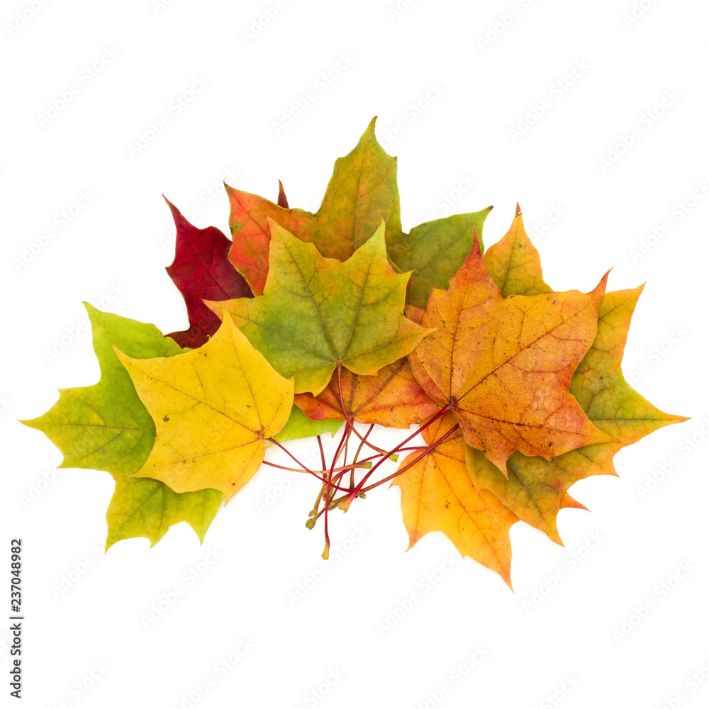 colorful autumn maple leaf isolated on white background colorful autumn maple leaf isolated on white background