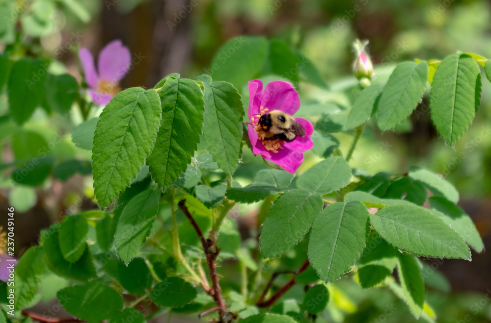 Bumble bee on a wild rose Bumble bee on a wild rose