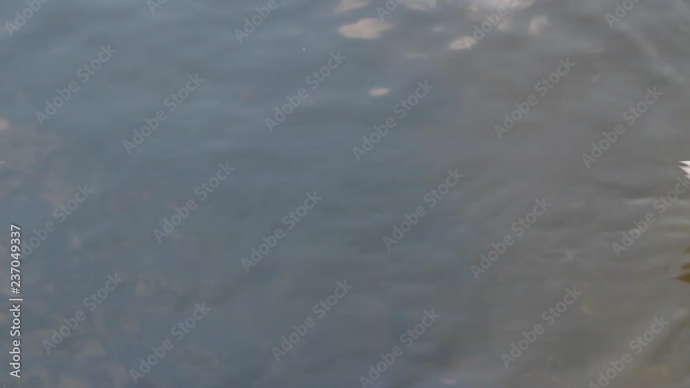 Swans, ducks, seagulls and grey heron wild birds swimming in a lake and river with colourful autumn trees reflection Swans, ducks, seagulls and grey heron wild birds swimming in a lake and river with colourful autumn trees reflection
