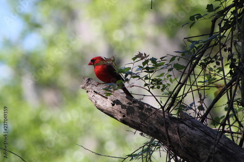 Redbird