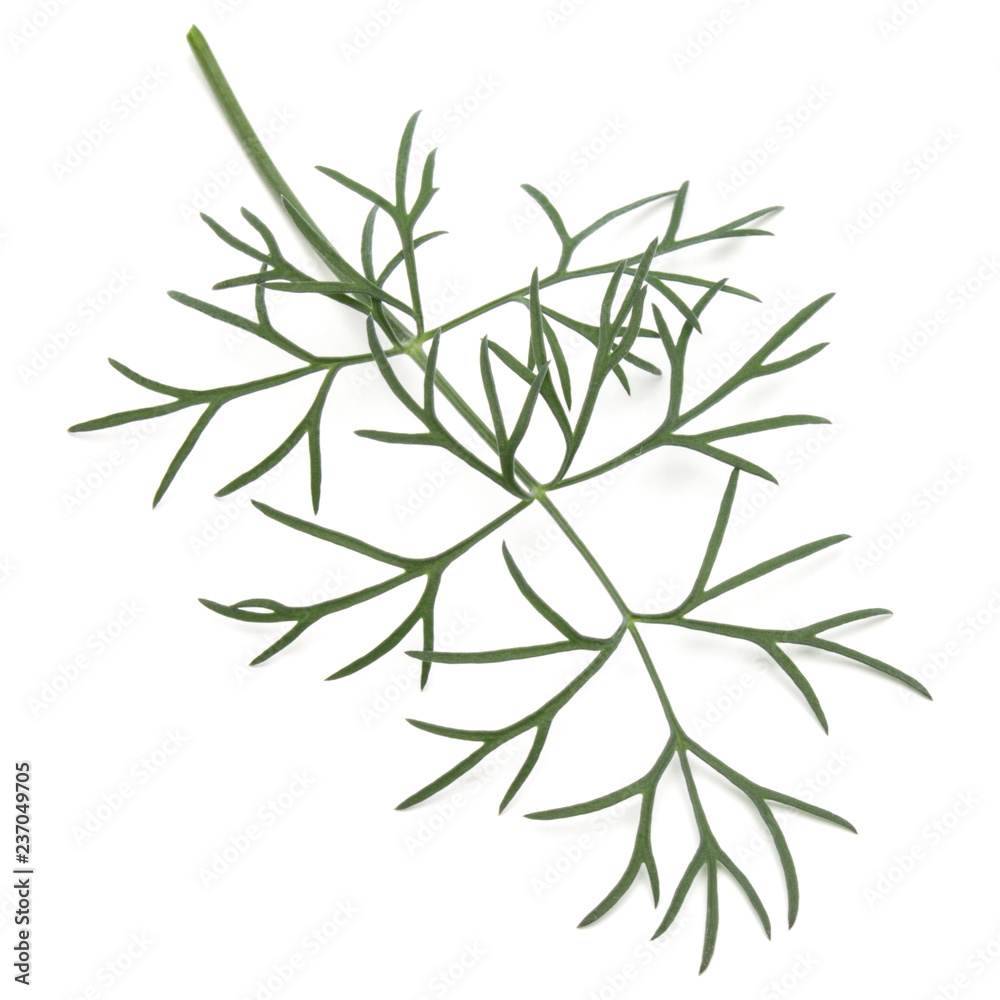 Close up shot of branch of fresh green dill herb leaves isolated on white background Close up shot of branch of fresh green dill herb leaves isolated on white background