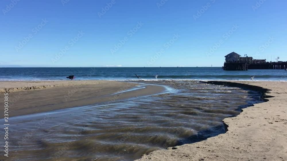 A dog plays on the beach of Santa Barbara. Pacific coast A dog plays on the beach of Santa Barbara. Pacific coast